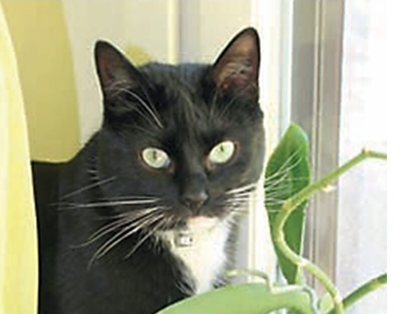 Majas kass Brus Liisu. 